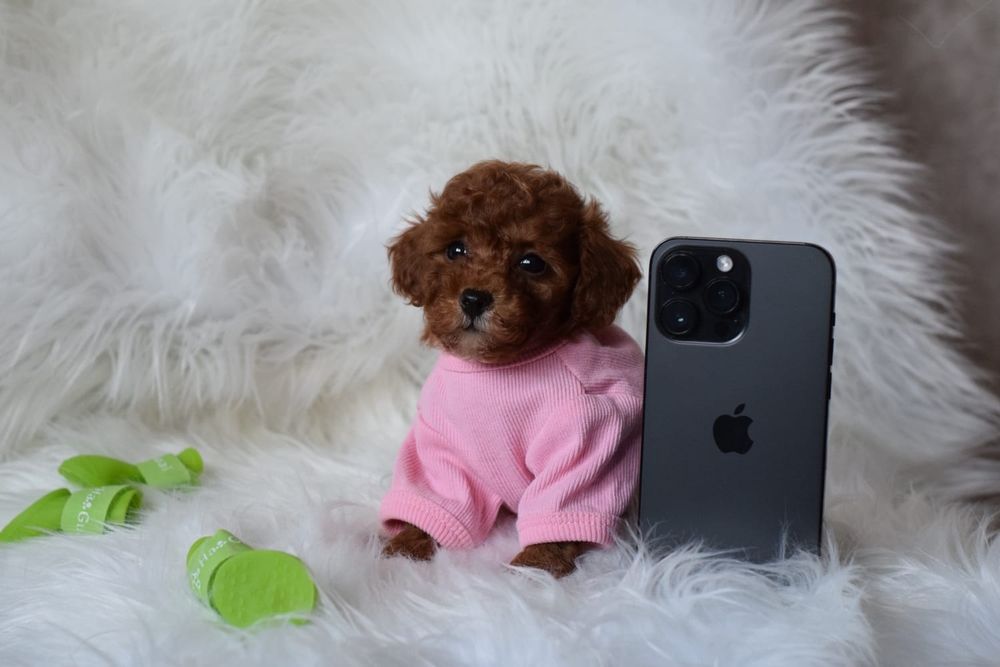 Цуценятка мікро і міні Мальтипу. Мальтіпу . Від м+п.