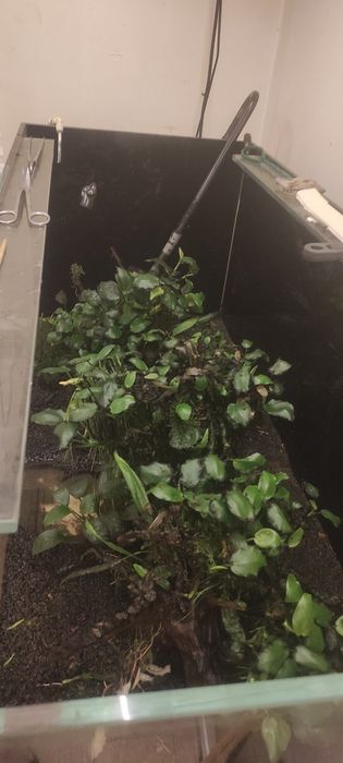 Korzenie z anubiasami 3sztuki