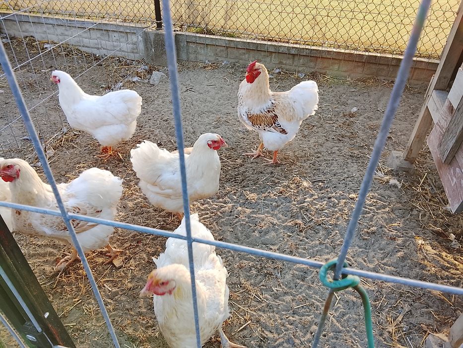 Jaja lęgowe wyandotte