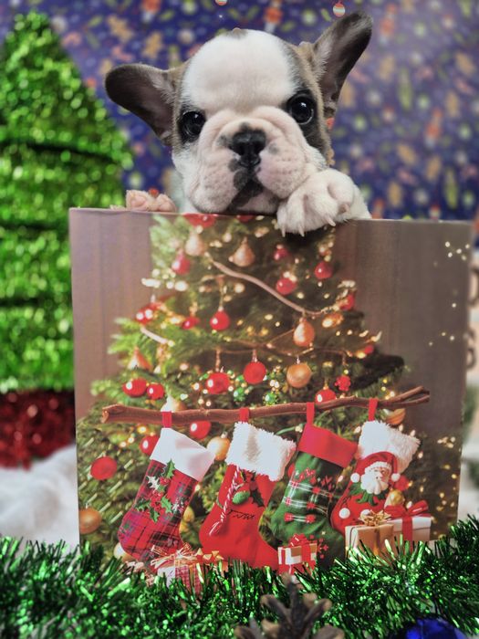 Buldog Francuski piesek Rocky