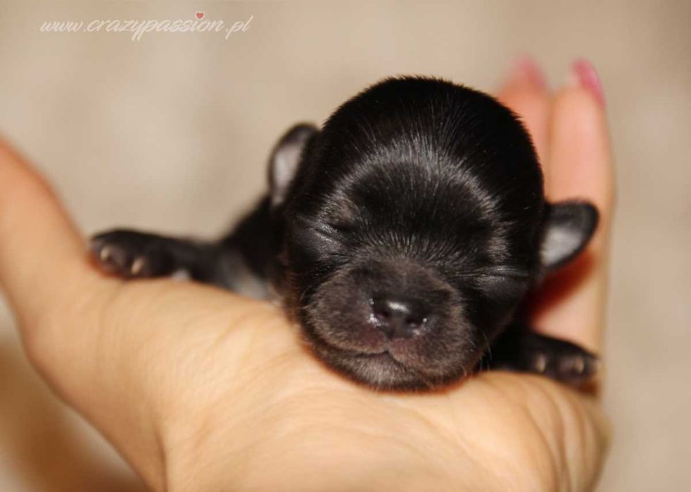 Maleńkie długowłose chihuahua z hodowli Crazy Passion FCI