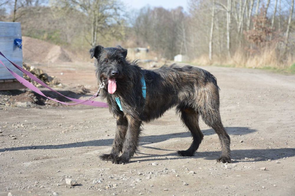 Kora - terierkowata, spokojna, fajna sunia do adopcji.