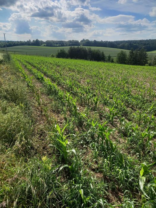 Działka budowlana 55a Sobiesęki koło Skały
