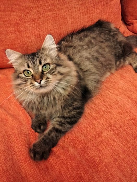 Незламна киця шукає нову подину