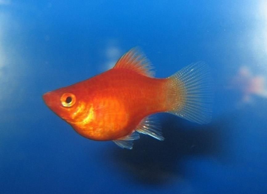 Пецилії "сунички"