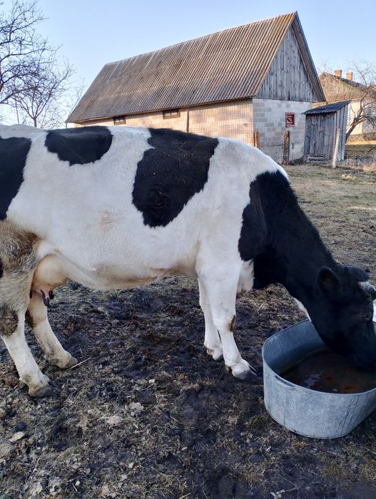 Корова Корова золотолин