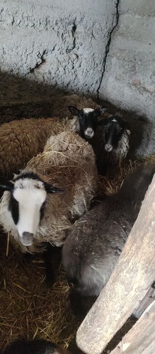 Продам вівці романівські ціле стадо