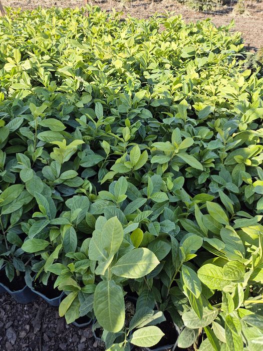 Laurowiśnia NOVITA żywopłot