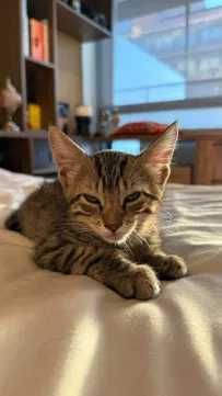 Gatinho para adoção