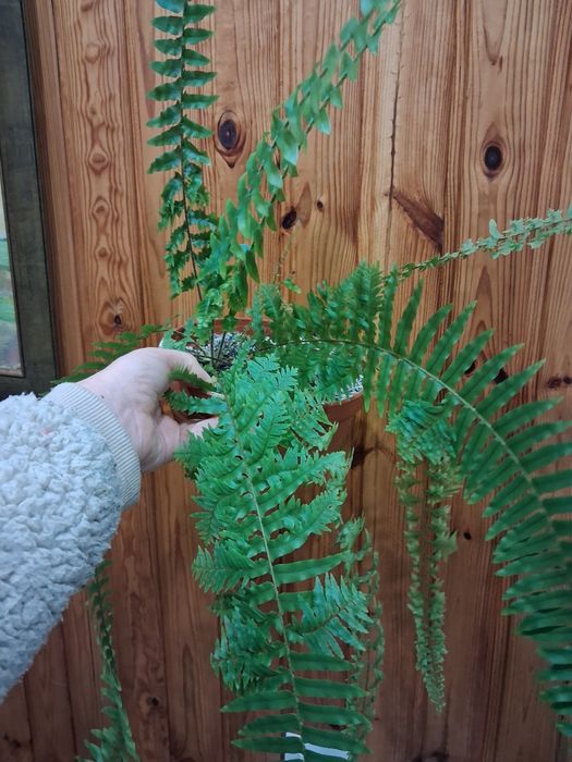 Папоротник, замиокулькас, очиток моргана