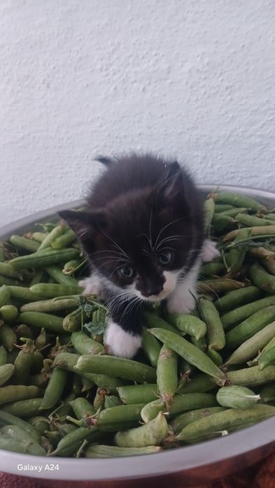 Подарую милих кошенят