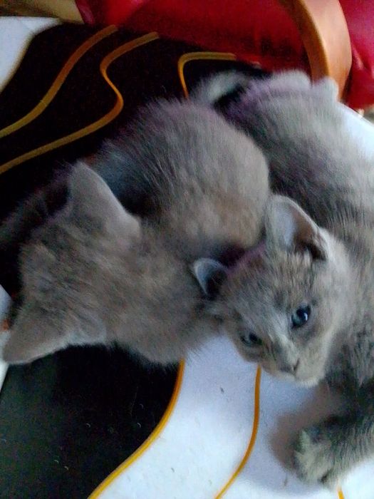 Rosyjskie niebieskie  koty