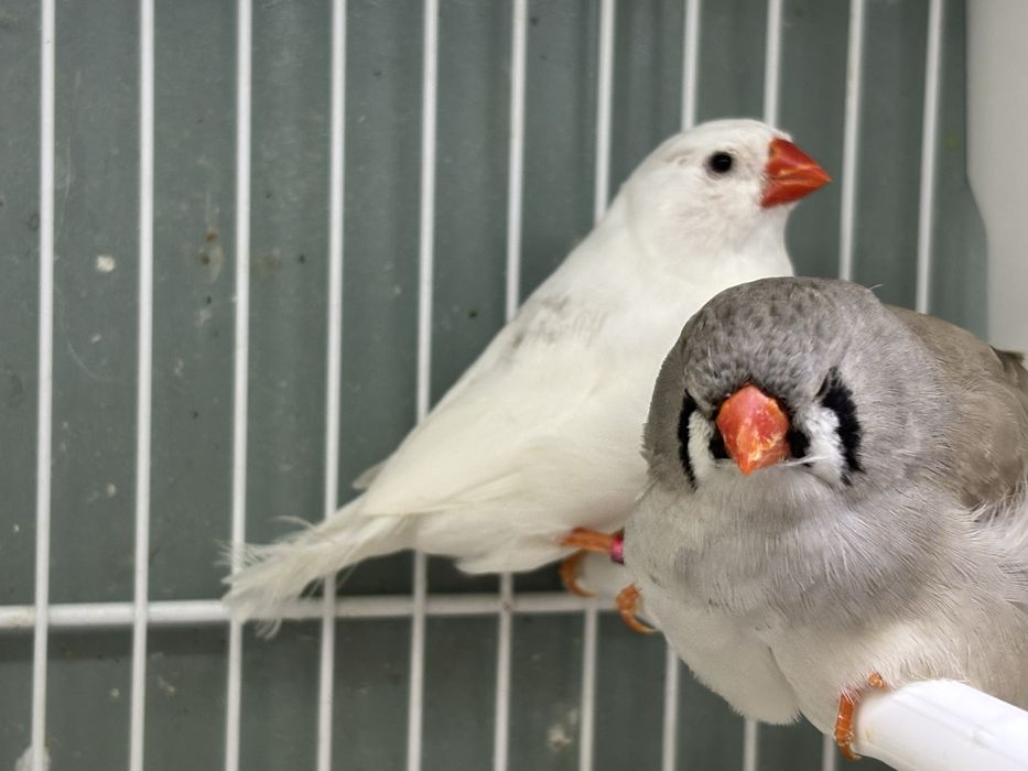Casal de diamante mandarim gigante