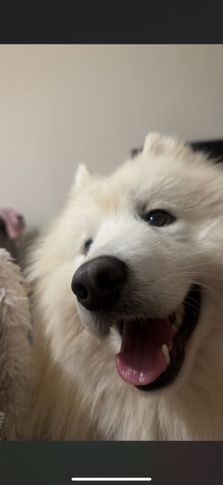 Samoyed.