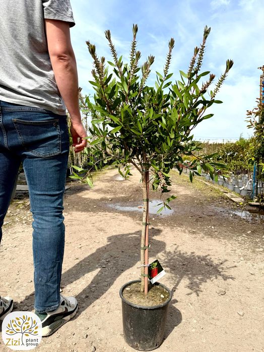 Kuflik na pniu 60cm, średnica korony ok.40cm, Callistemon laevis, czerwone kwiaty