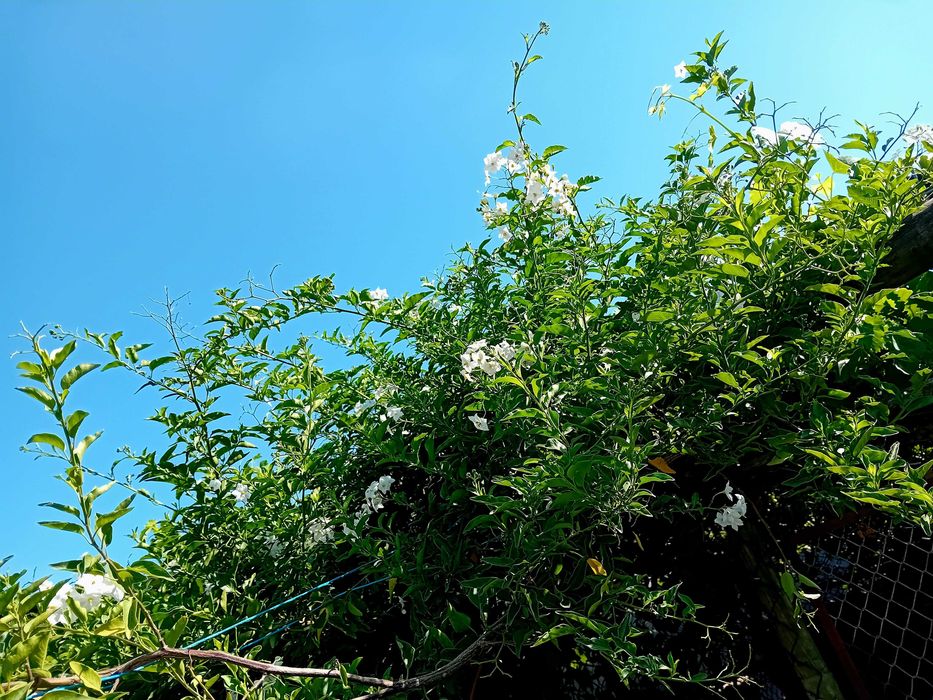 Trepadeira Solanum Jasminoides erva moura