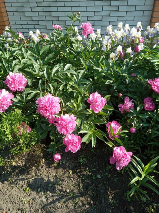 Продам домашню півонію по 12 грн.