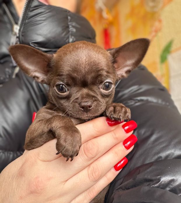 Шоколадний хлопчик Чихуахуа