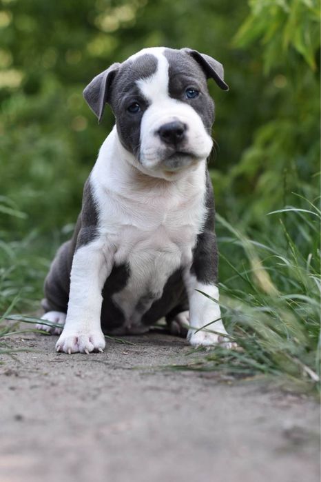 (1 мес) Крупный щенок-редкое сокровище) Самая крупная девочка ам.стафф