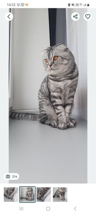Шотландські кошенята