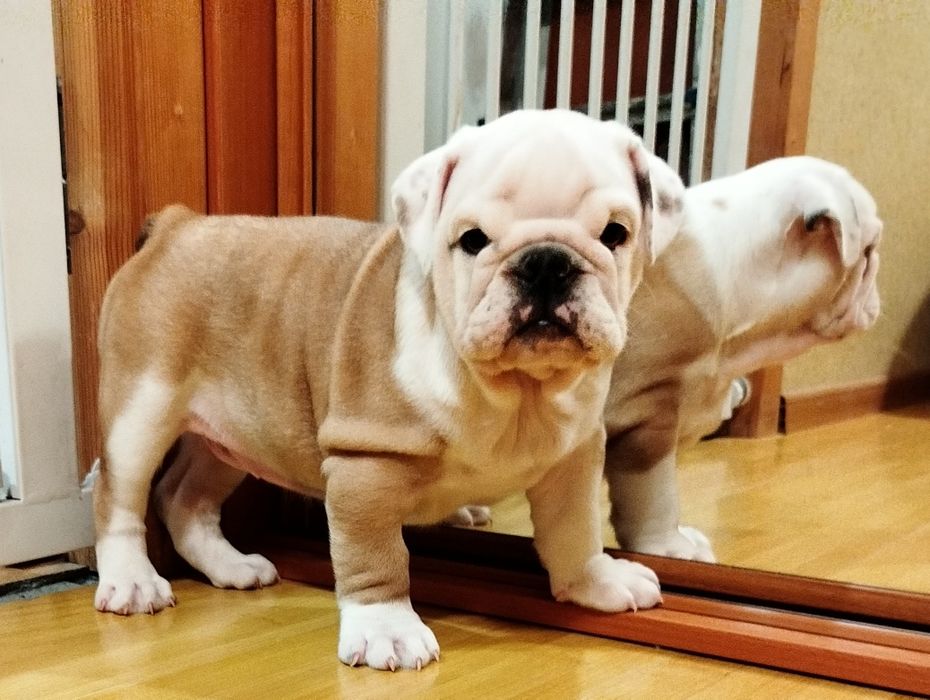 Цуценята англійського бульдога, КСУ