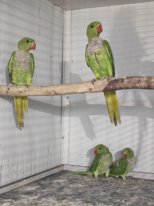 Ring necks           .