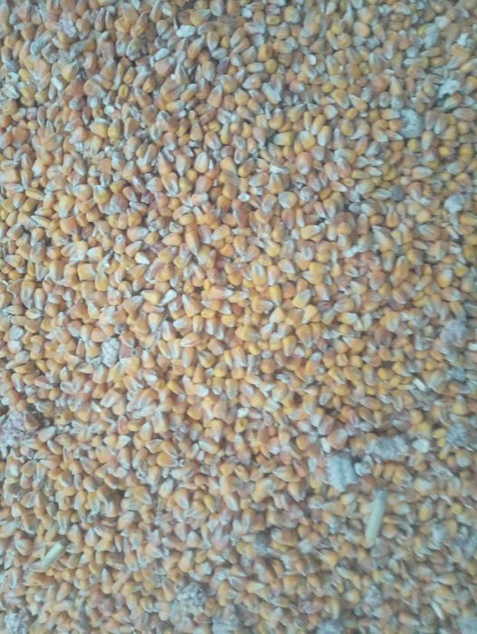 Sprzedam sucha kukurydzę i zboża