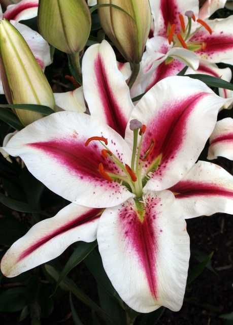 Cebulki Lilii 100 szt Różne Kolory Duże Cebule 100 szt tylko 119 zł !!