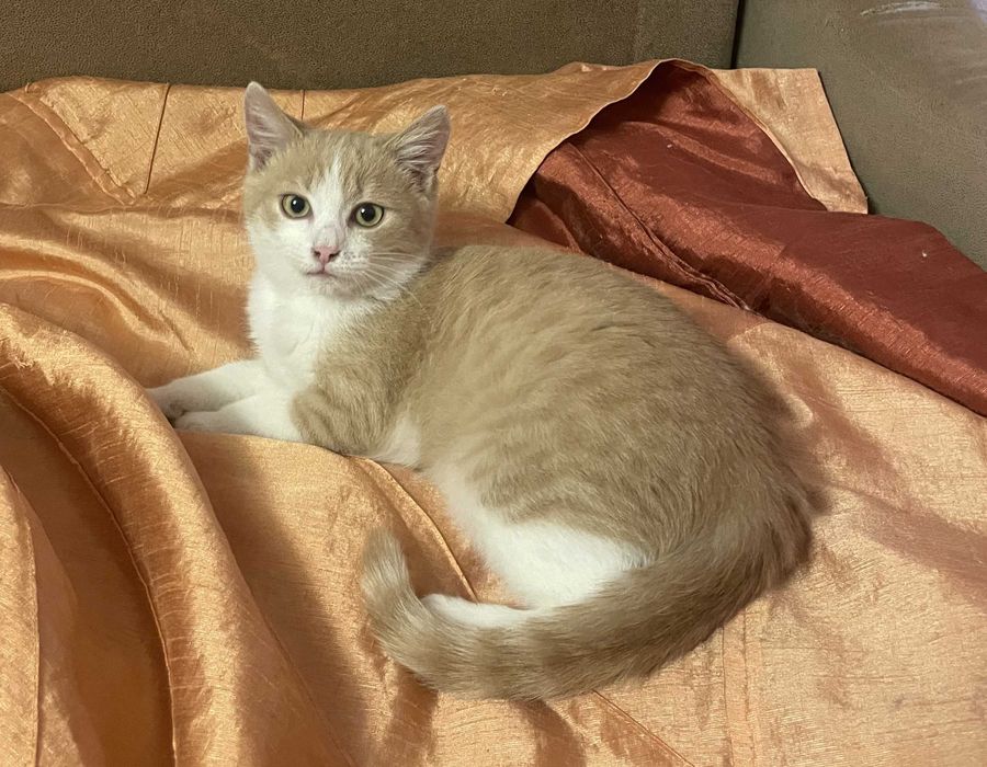 Ласкавий котик, 5 міс.