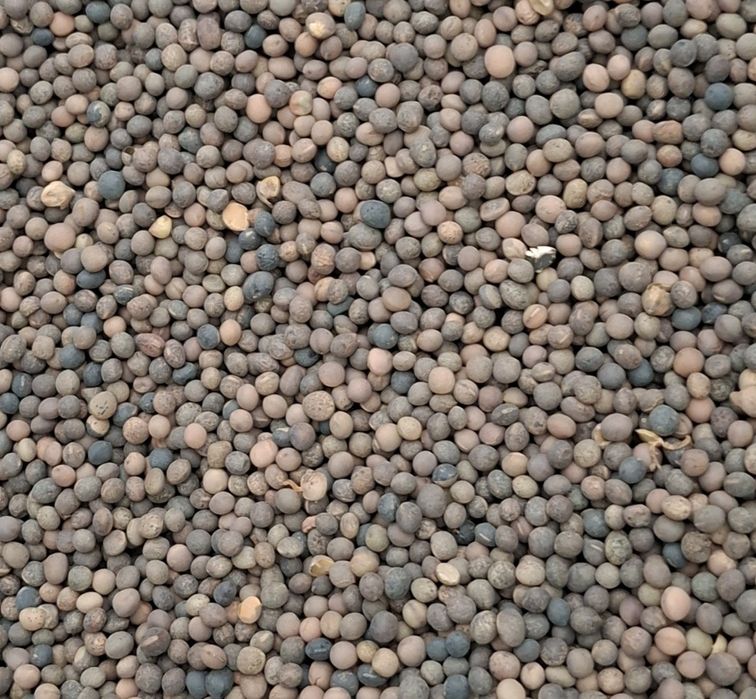 Wyka jara Wyka ozima Nasiona traw