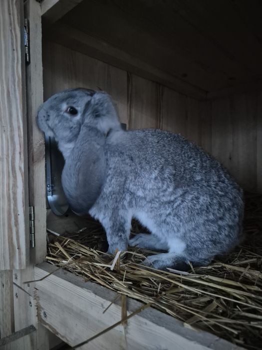 Królik baran francuski