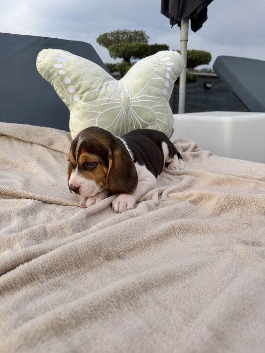Beagle   menina linda