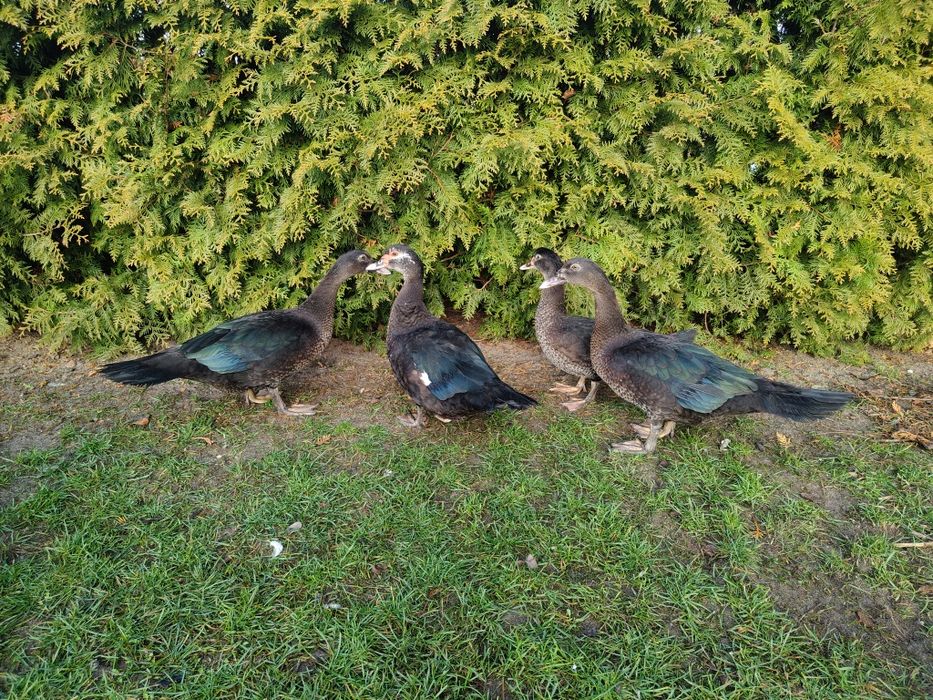 Kaczki, kaczory piżmowe/ francuskie