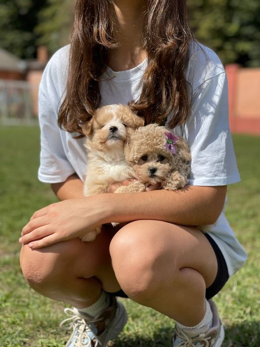 Мальтіпу цуценята – ніжність у кожному погляді. Малята гарнюні