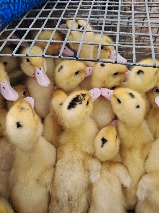 Підрощені курчата Миколаївська обл