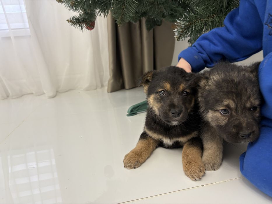 Віддамо у добрі руки