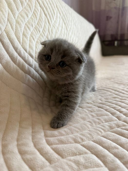 Британські весловухі кошенята