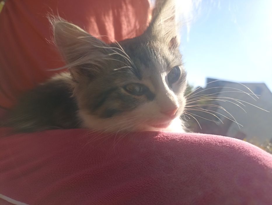 Котик в добрі руки