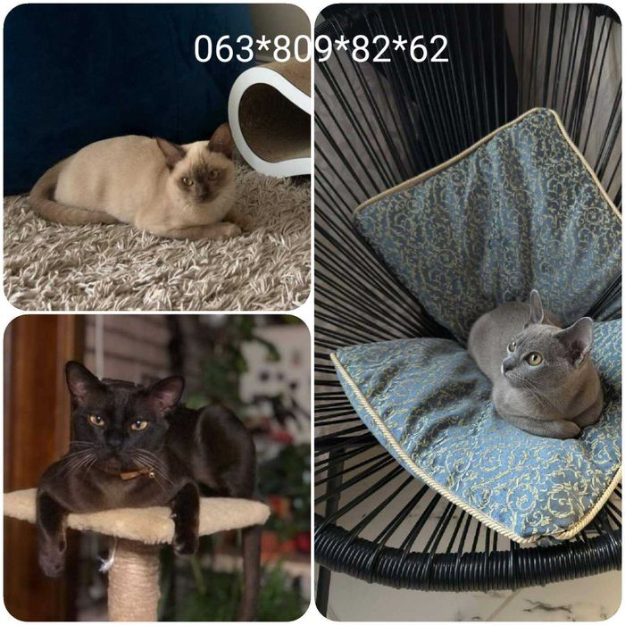 Бурма европейская, котята.