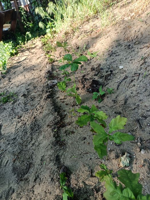 DĄB SZYPUŁKOWY - SILNE sadzonki,ok. 10 cm ,ZDROWE, kopane z Gruntu ( ODBIÓR OSOBISTY)