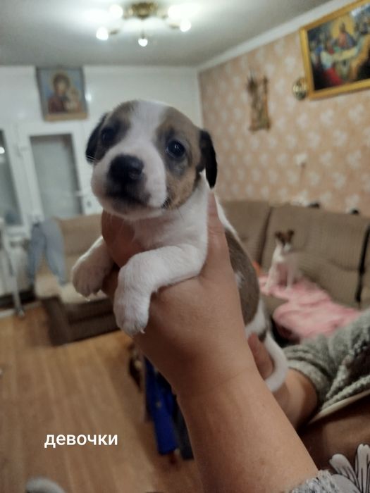 Щенки джек рассела резерв