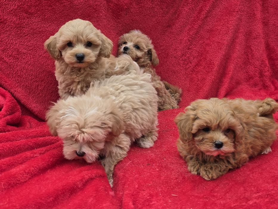 Maltipoo  z metryką