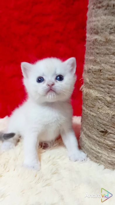 Очень ручной малыш. Золотая шиншилла поинт с голубыми глазами