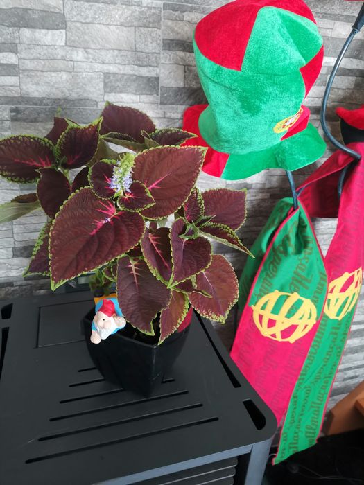 Planta viçosa coração magoado