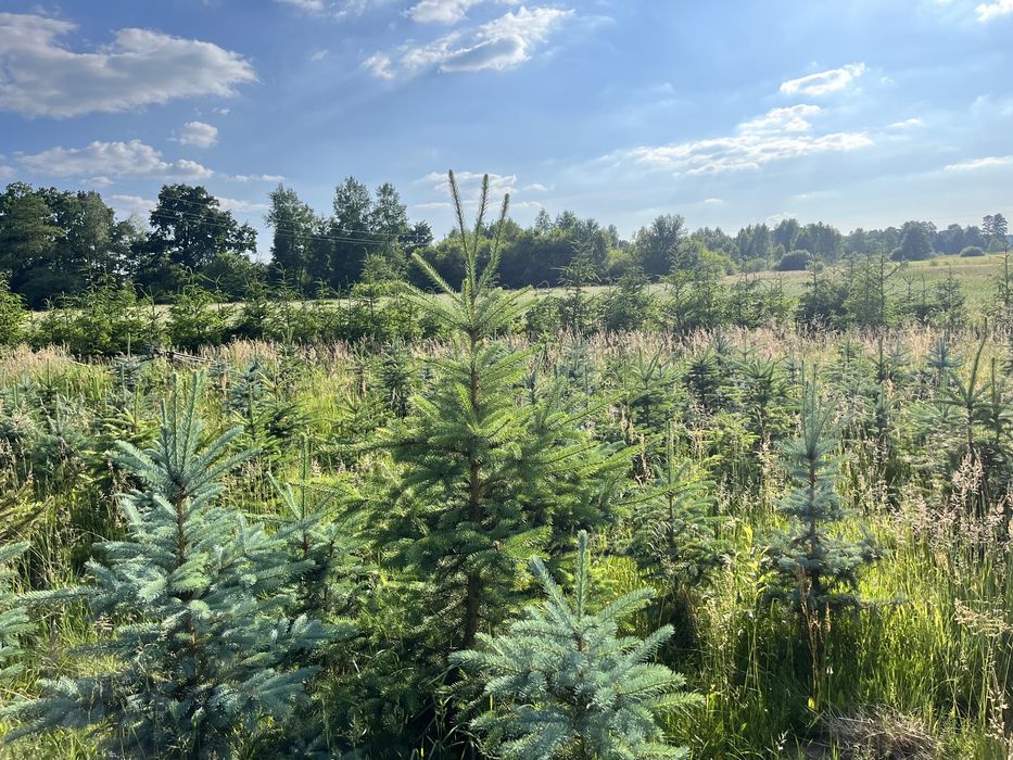 Świerk pospolity, świerk kłujący (srebrny)