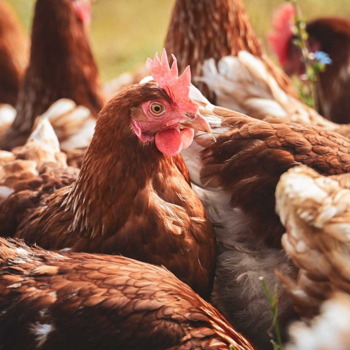 Salmacid S Active zakwaszacz do paszy dla trzody sypki na lepsze trawienie, mniej biegunek, większe przyrosty