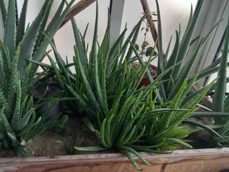 Catos e Aloevera