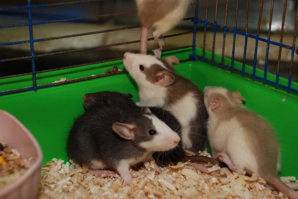 Декоративная крыса. В ассортименте