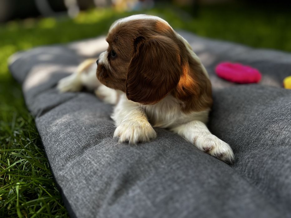 Cavalier King Charles Spaniel dziewczynka Malina