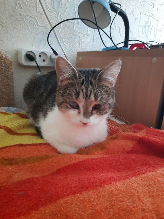 Особенная кошечка даром. Кошка. Котенок. Котята бесплатно